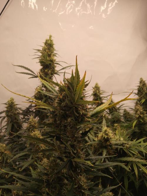 kenko sensei. Week 12