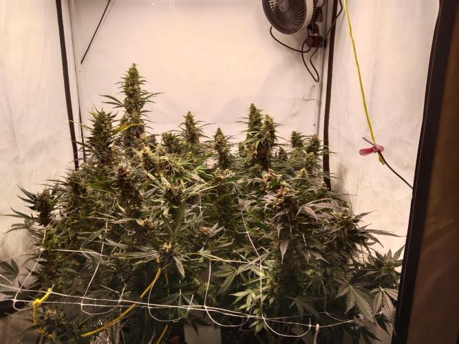 kenko sensei. Week 12