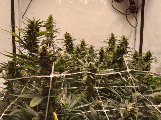 kenko sensei. Week 12