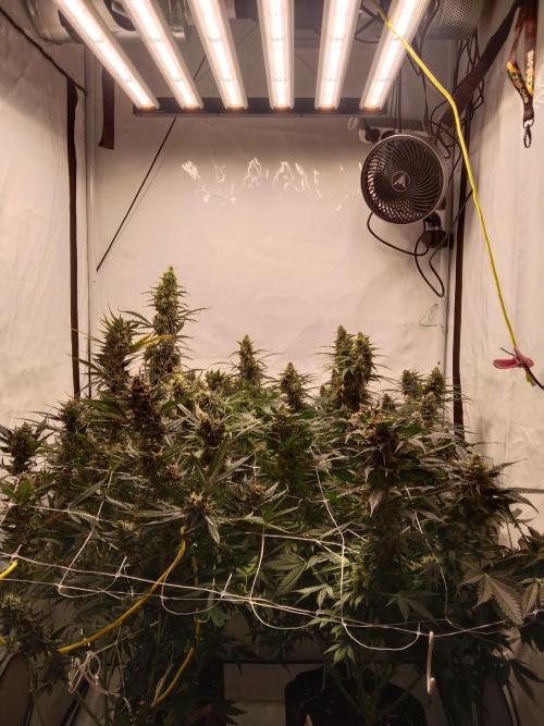 kenko sensei. Week 12