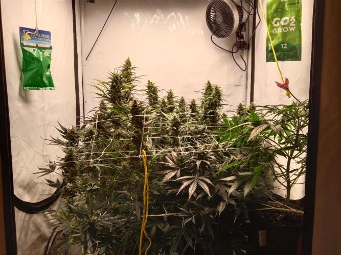 GLOOKIES & EASY BUD. Week 7