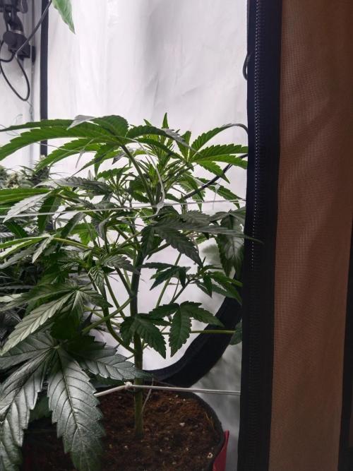 GLOOKIES & EASY BUD. Week 7