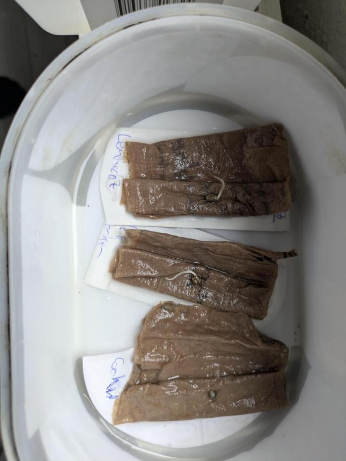 New Strain Test from terpyz. Week 0 -  LemonadoZ & Meteor Marker awakened. GokuZ OG is still sleeping.
Checked @36h