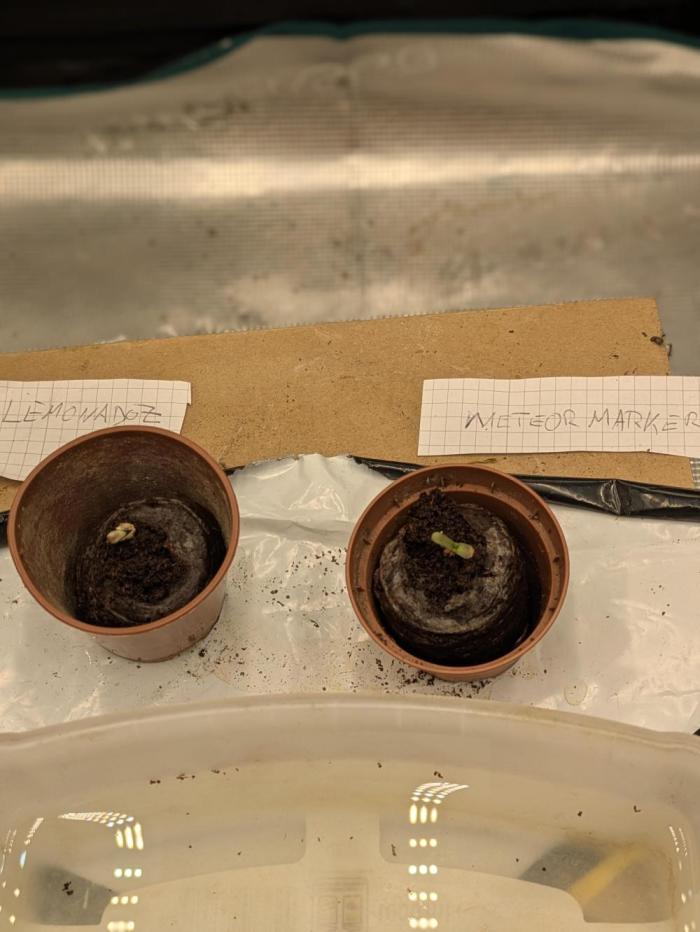 New Strain Test from terpyz. Week 1