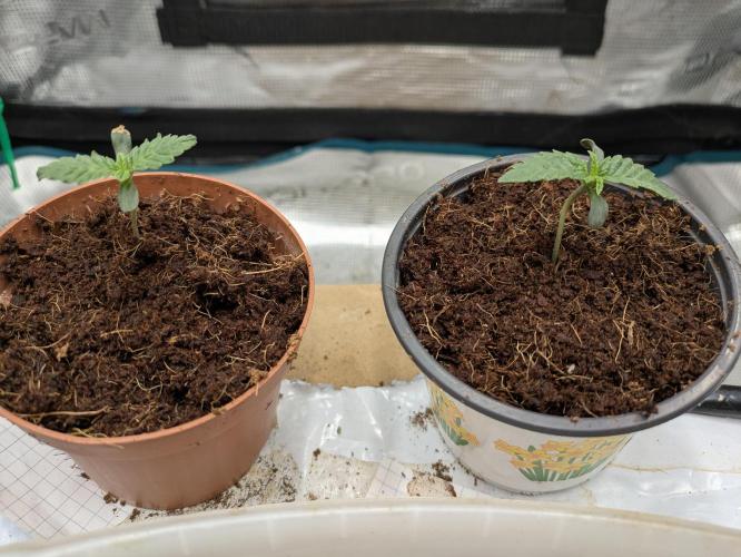 New Strain Test from terpyz. Week 1 - Day 6,
GokuZ didnt make it :(
