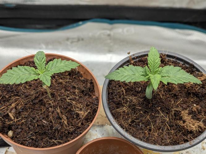 New Strain Test from terpyz. Week 2 - Start of Week 2, gonna do some light feeding tomorrow 