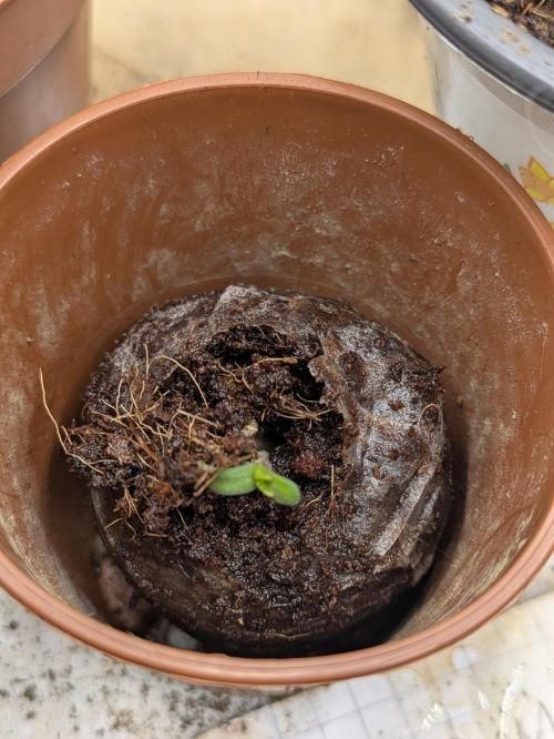 New Strain Test from terpyz. Week 2 - Got a replacement for the GokuZ, Cherry Essence by Silent Seeds