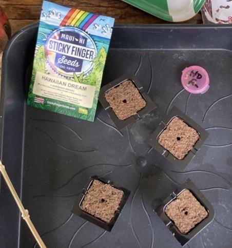 Hawiian Dream Fem. Okt. 2025. Week 0