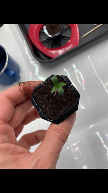 Hawiian Dream Fem. Okt. 2025. Week 1