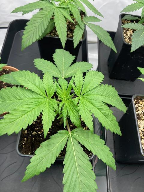 Hawiian Dream Fem. Okt. 2025. Week 3