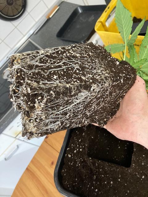 Hawiian Dream Fem. Okt. 2025. Week 4