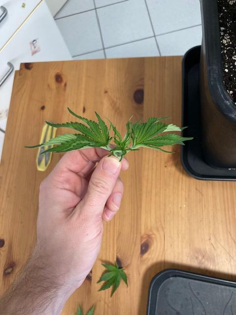 Hawiian Dream Fem. Okt. 2025. Week 5