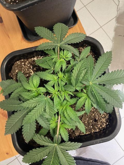 Hawiian Dream Fem. Okt. 2025. Week 5