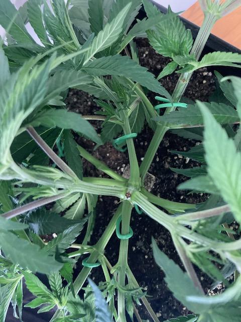 Hawiian Dream Fem. Okt. 2025. Week 6