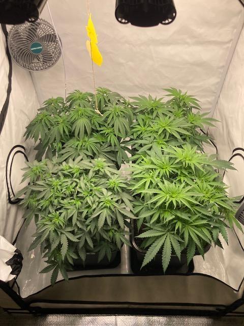 Hawiian Dream Fem. Okt. 2025. Week 7