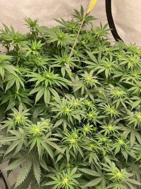 Hawiian Dream Fem. Okt. 2025. Week 8