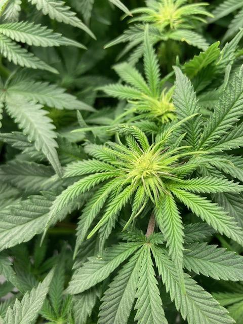 Hawiian Dream Fem. Okt. 2025. Week 8