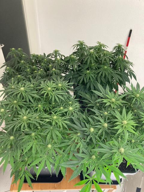 Hawiian Dream Fem. Okt. 2025. Week 9