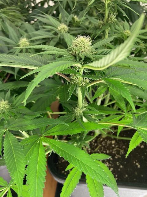 Hawiian Dream Fem. Okt. 2025. Week 9