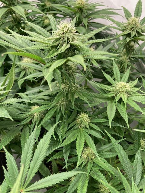 Hawiian Dream Fem. Okt. 2025. Week 10