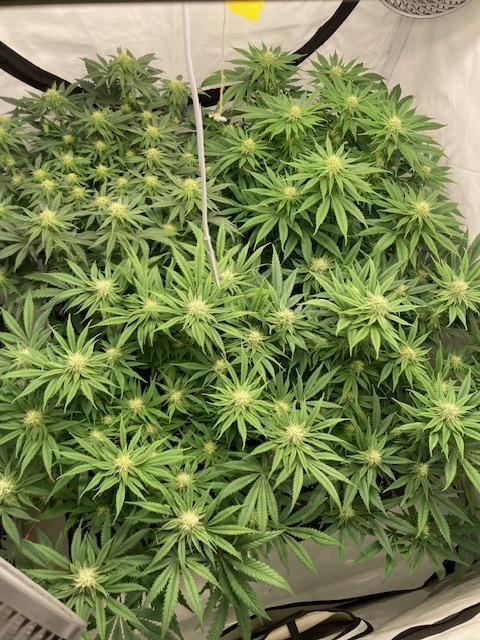 Hawiian Dream Fem. Okt. 2025. Week 10