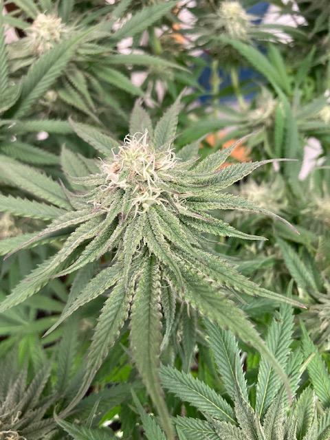 Hawiian Dream Fem. Okt. 2025. Week 11