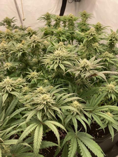 Hawiian Dream Fem. Okt. 2025. Week 11