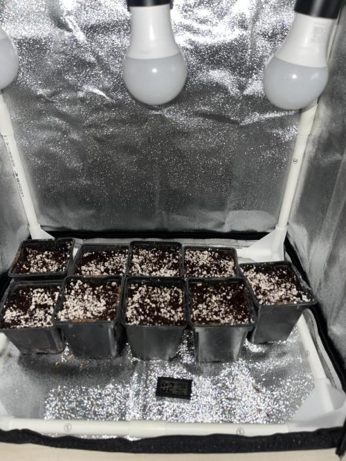 Critical Kush SoG. Week 0