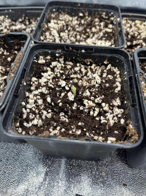 Critical Kush SoG. Week 0