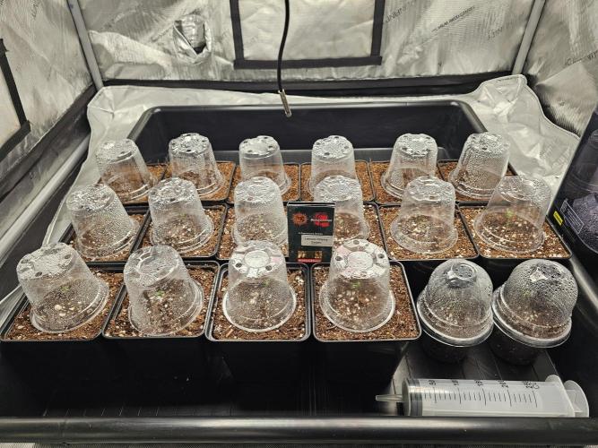 LEMON CHERRY GELATO 🍋🍒🍨. Week 0 - Day 2 - Germination