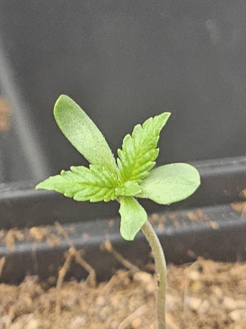 LEMON CHERRY GELATO 🍋🍒🍨. Week 1