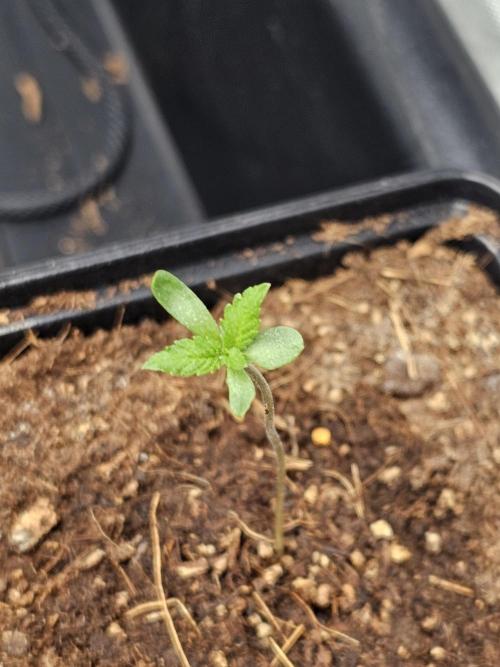 LEMON CHERRY GELATO 🍋🍒🍨. Week 1