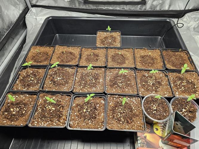 LEMON CHERRY GELATO 🍋🍒🍨. Week 1