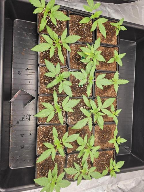 LEMON CHERRY GELATO 🍋🍒🍨. Week 2