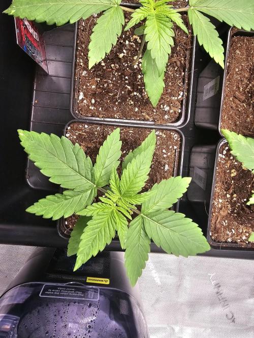 LEMON CHERRY GELATO 🍋🍒🍨. Week 2