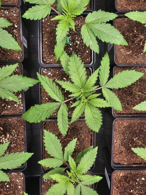 LEMON CHERRY GELATO 🍋🍒🍨. Week 2