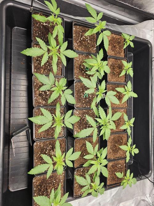 LEMON CHERRY GELATO 🍋🍒🍨. Week 2