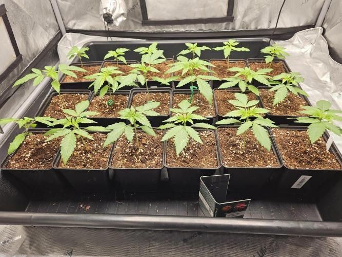 LEMON CHERRY GELATO 🍋🍒🍨. Week 2