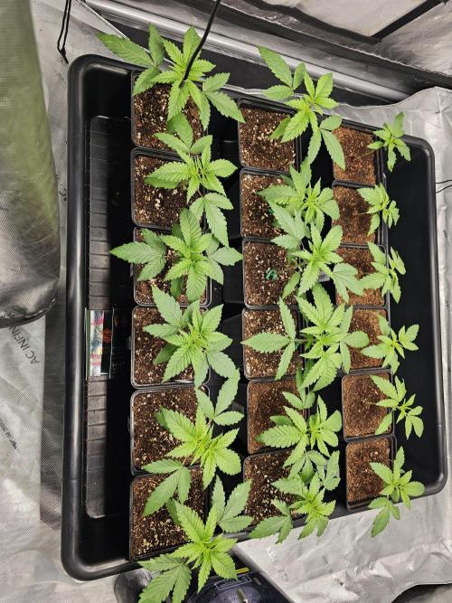 LEMON CHERRY GELATO 🍋🍒🍨. Week 2