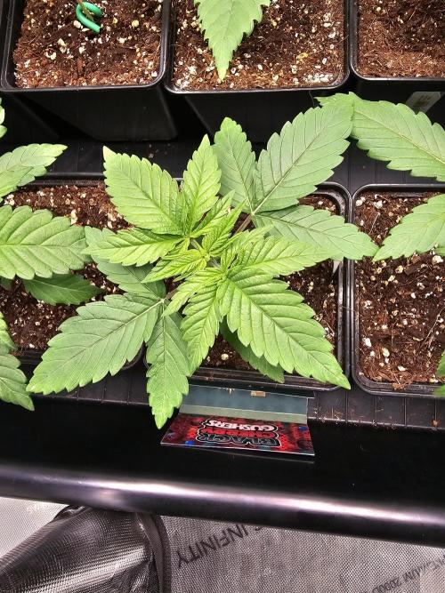 LEMON CHERRY GELATO 🍋🍒🍨. Week 2
