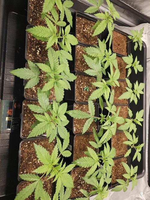 LEMON CHERRY GELATO 🍋🍒🍨. Week 2