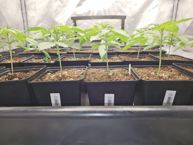 LEMON CHERRY GELATO 🍋🍒🍨. Week 3