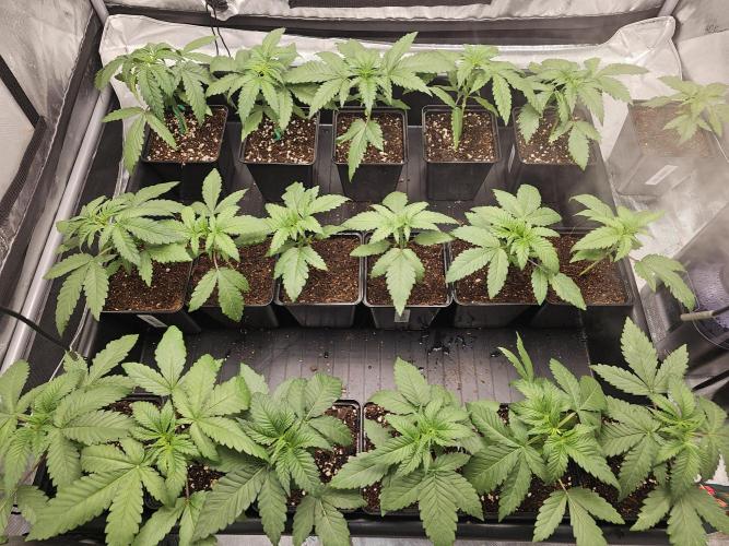 LEMON CHERRY GELATO 🍋🍒🍨. Week 3