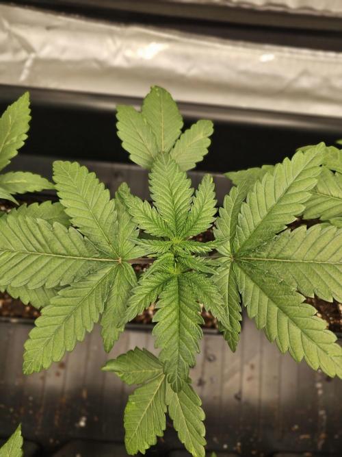 LEMON CHERRY GELATO 🍋🍒🍨. Week 3