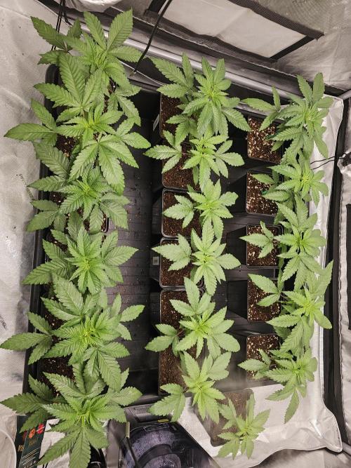LEMON CHERRY GELATO 🍋🍒🍨. Week 3