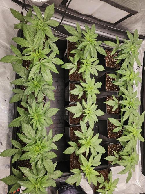 LEMON CHERRY GELATO 🍋🍒🍨. Week 3
