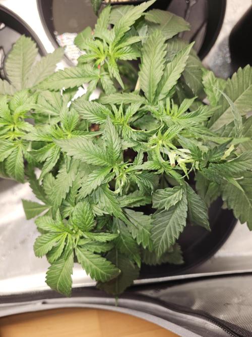 LEMON CHERRY GELATO 🍋🍒🍨. Week 3