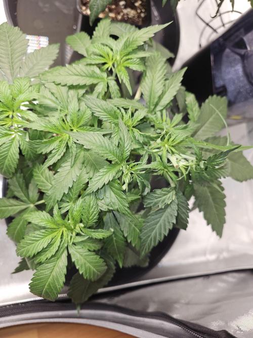 LEMON CHERRY GELATO 🍋🍒🍨. Week 3