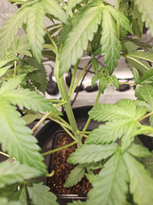 LEMON CHERRY GELATO 🍋🍒🍨. Week 3