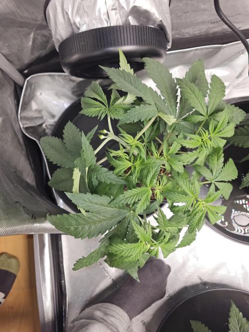 LEMON CHERRY GELATO 🍋🍒🍨. Week 3